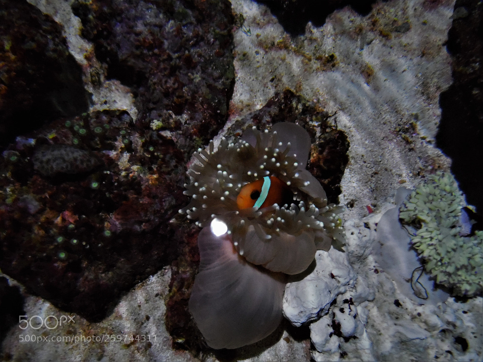 Samsung WB1100F/WB1101F/WB1102F sample photo. "marlin" photography