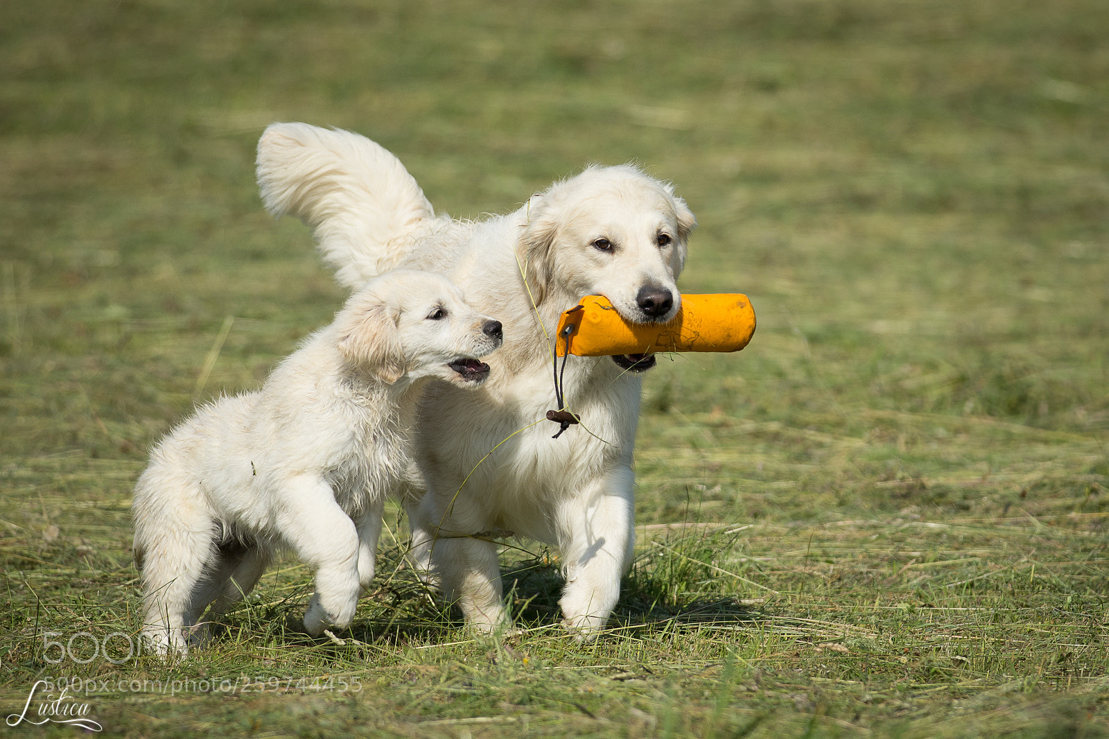 Canon EOS 7D Mark II sample photo. Golden puppy in training :) photography
