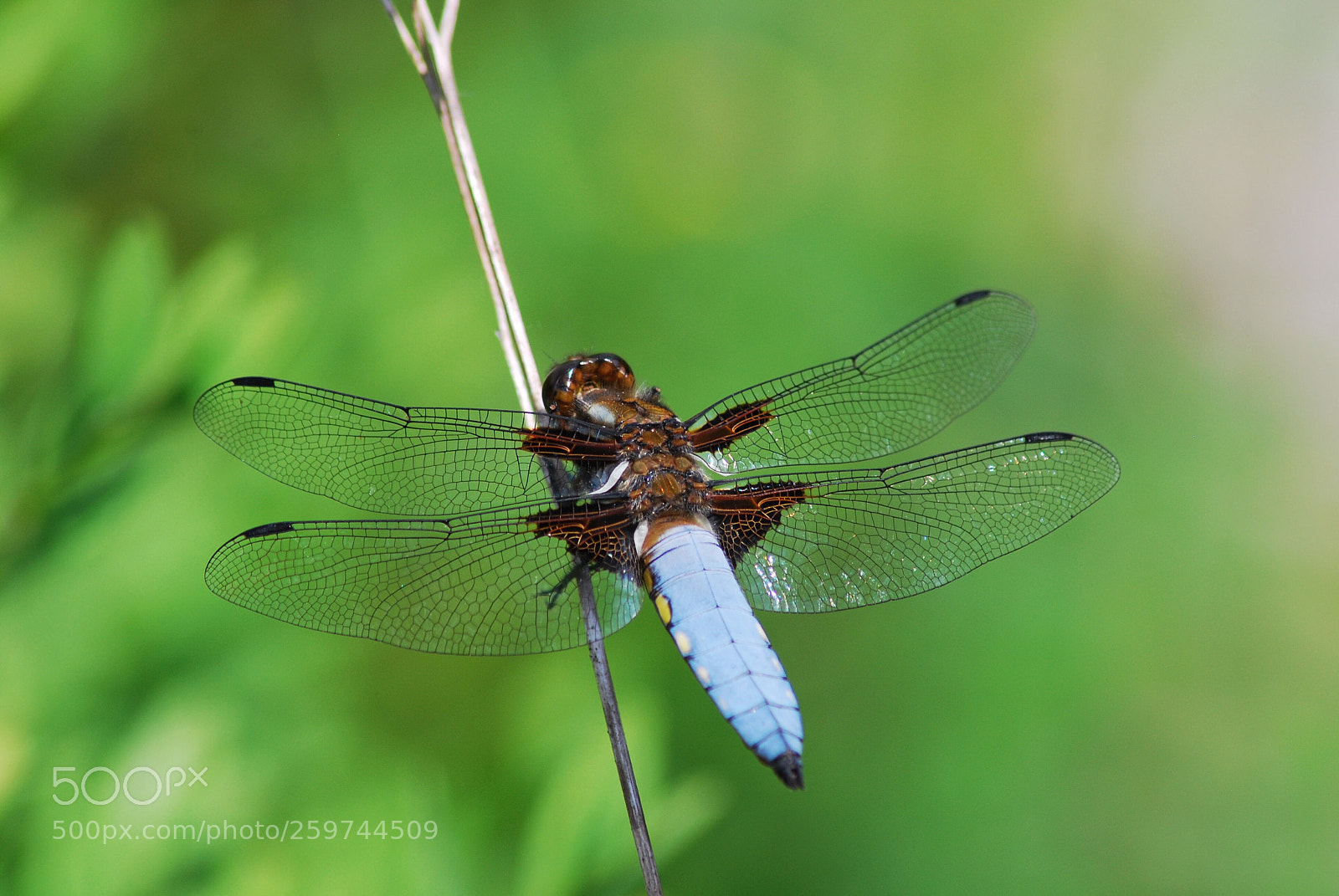 Nikon D60 sample photo. Libellula depressa  photography