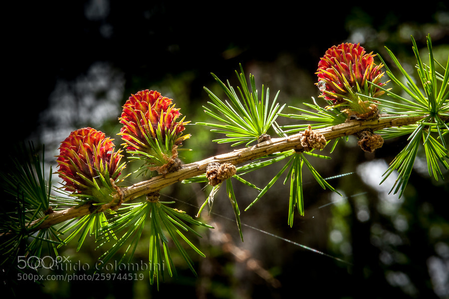 Nikon D700 sample photo. Blossom photography