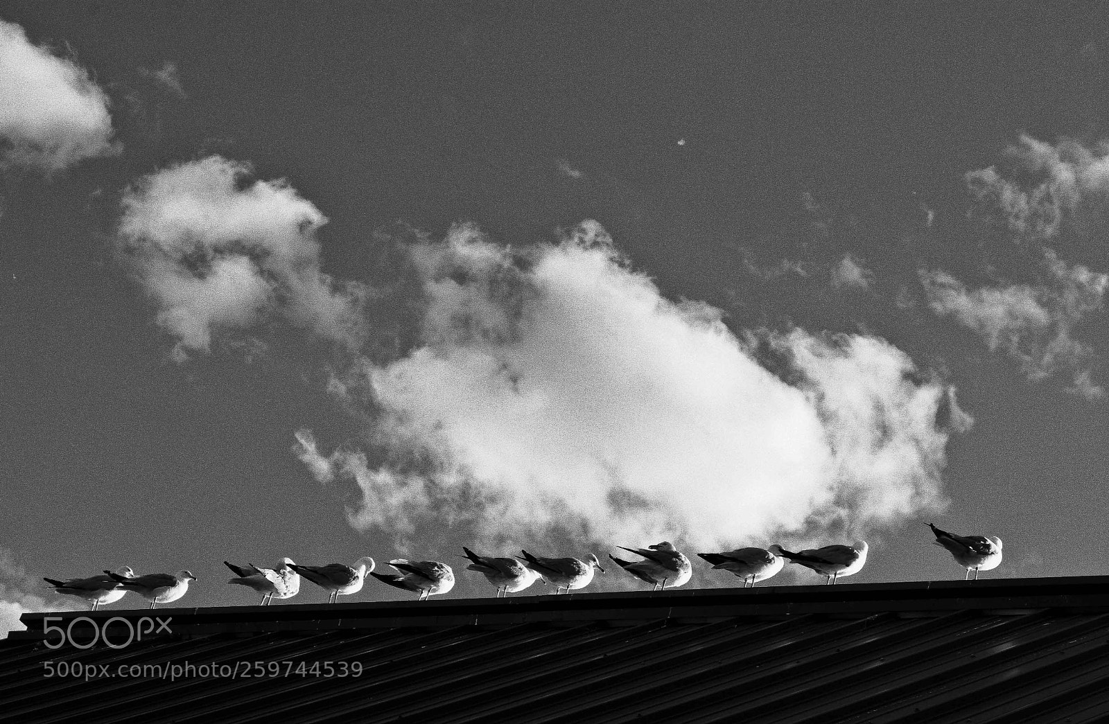 Pentax K200D sample photo. The waiting line photography
