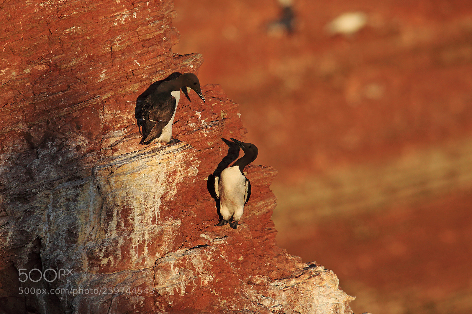 Canon EOS 5D Mark II sample photo. Pair of guillemot on photography