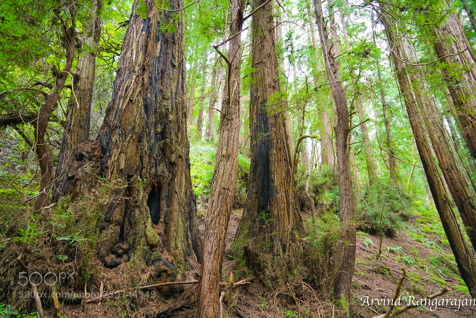 Sony a7R II sample photo. Muir woods photography
