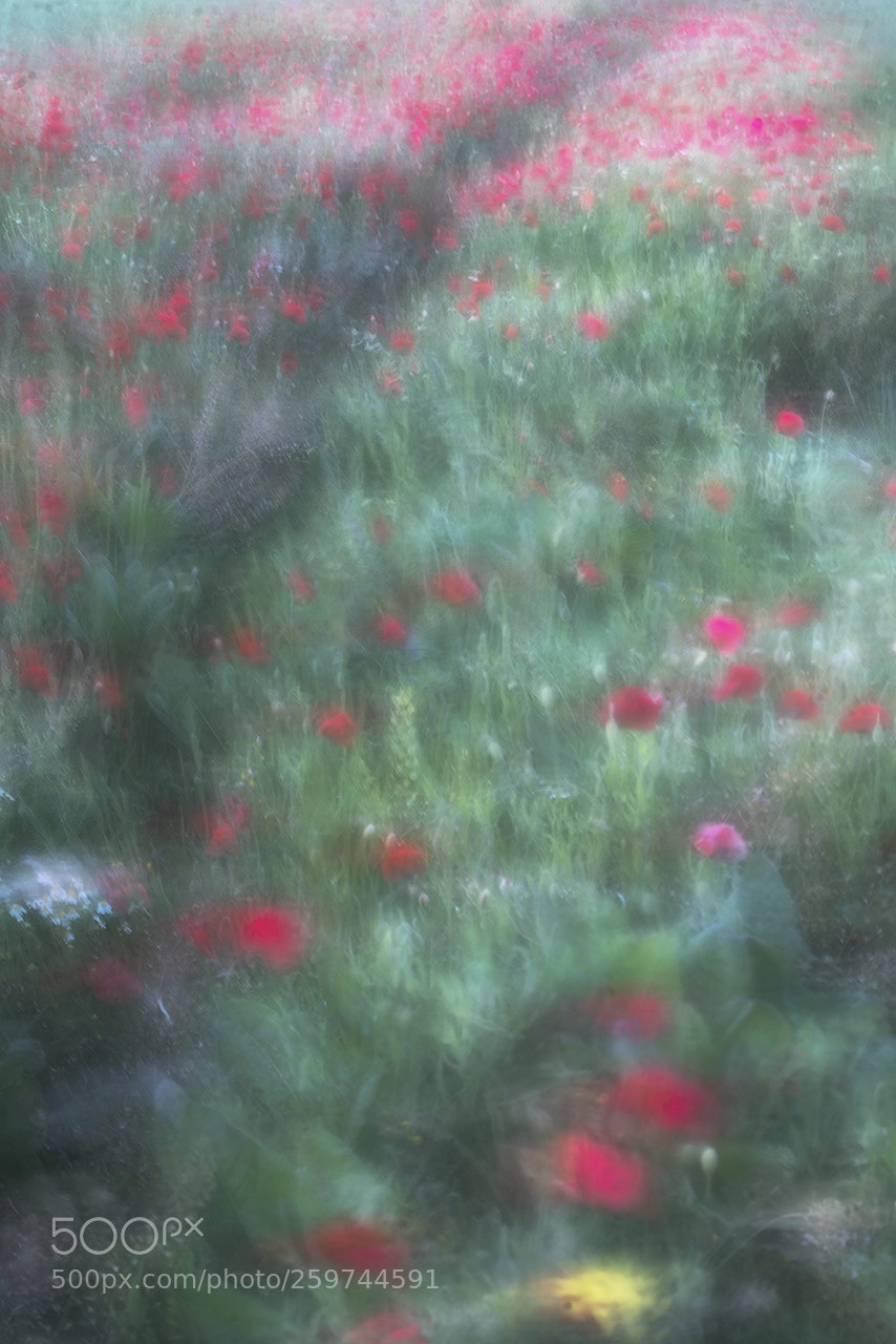 Sony a7R II sample photo. Spring meadow photography
