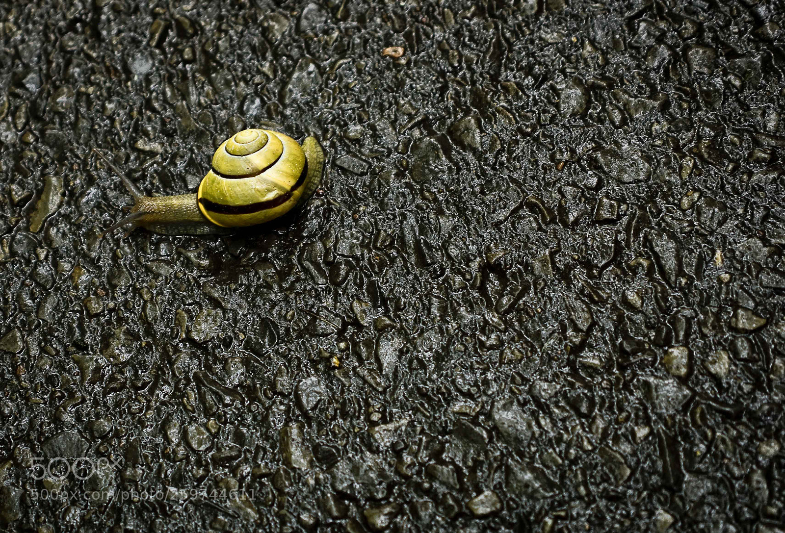 Pentax K-5 sample photo. Snail's pace photography