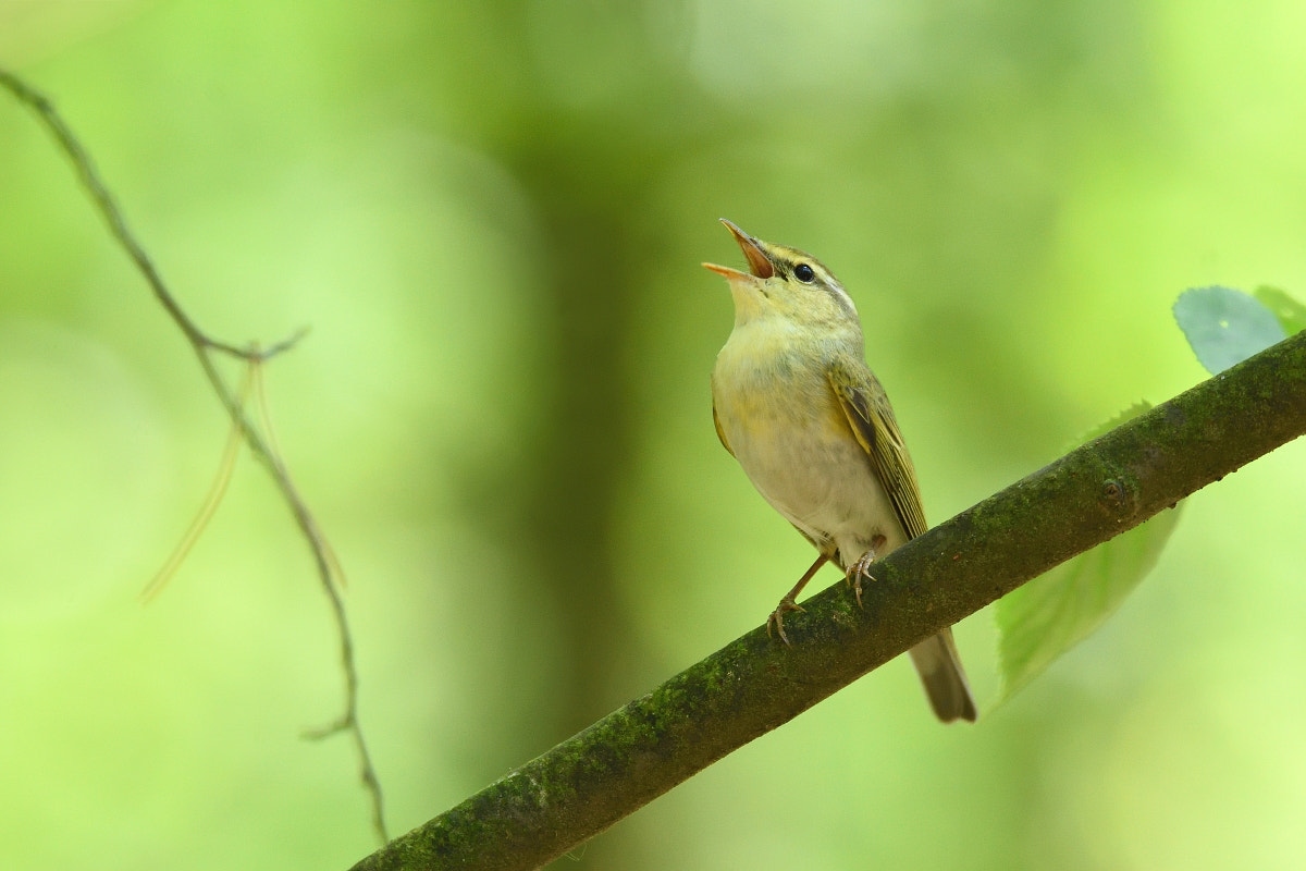 Nikon D7200 sample photo. Phylloscopus sibilatrix photography