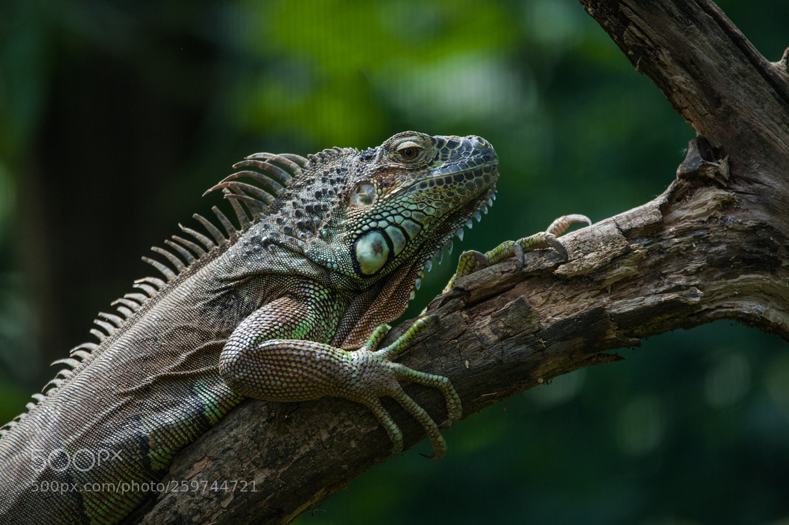Canon EOS 5D sample photo. Iguana photography