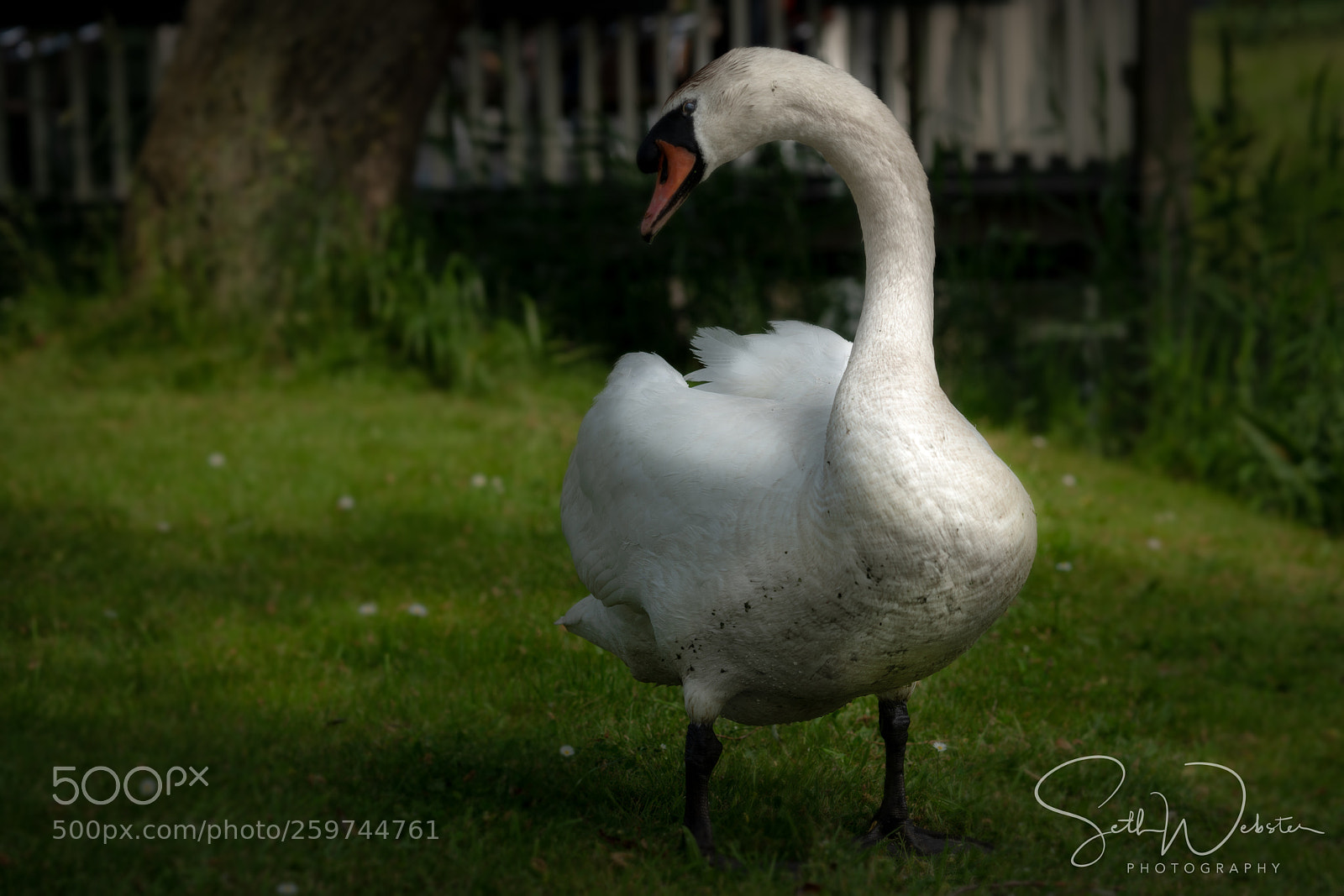 Sony a7R III sample photo. Fiesty swan photography