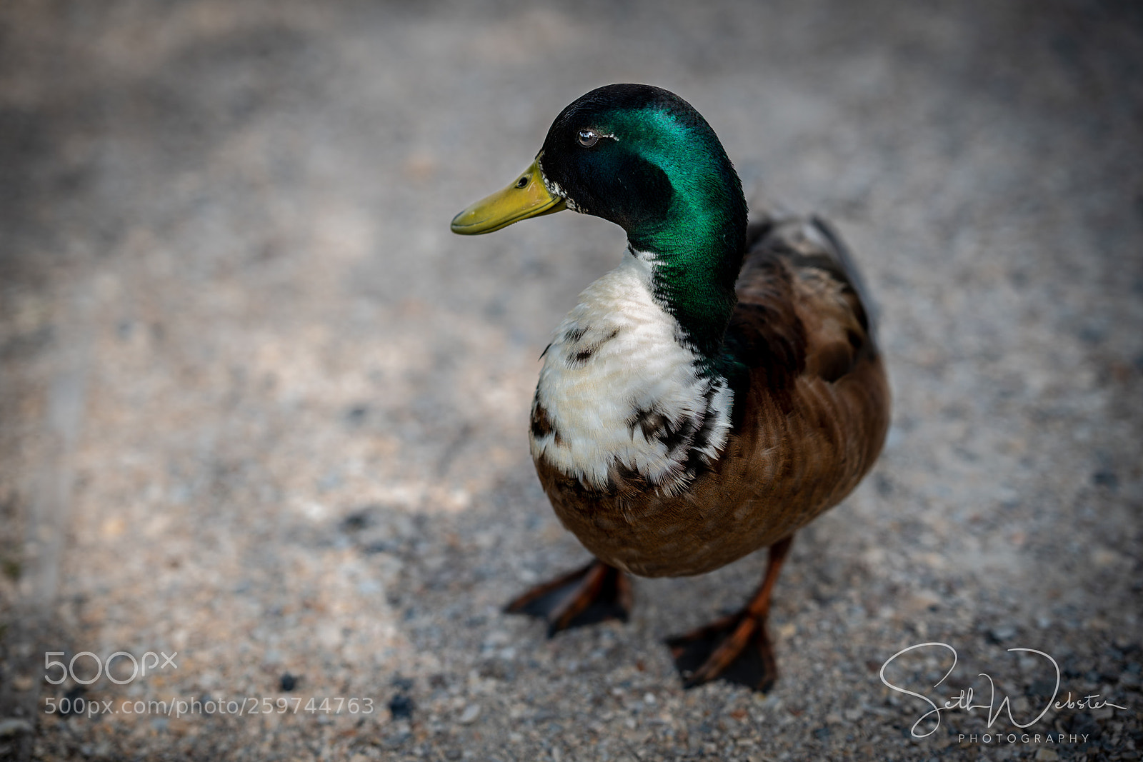 Sony a7R III sample photo. Duck! photography