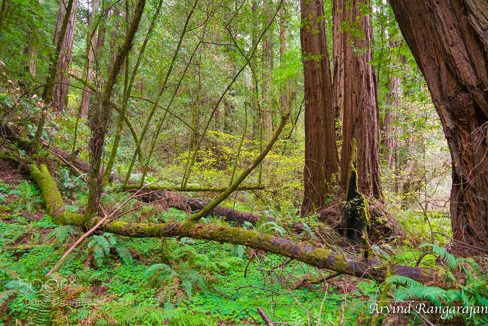 Sony a7R II sample photo. Muir woods photography