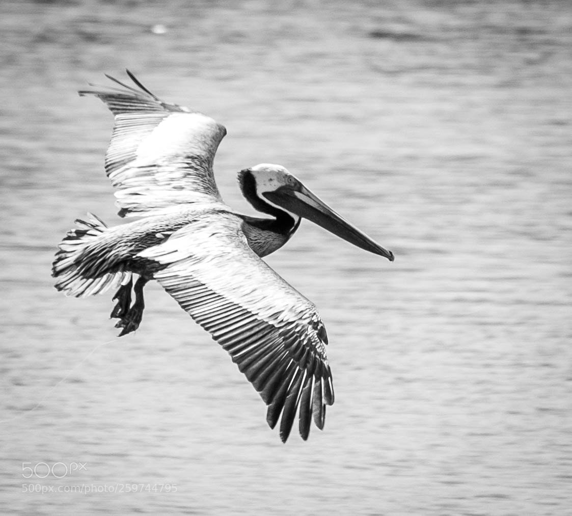 Fujifilm X-T10 sample photo. Brown pelican photography