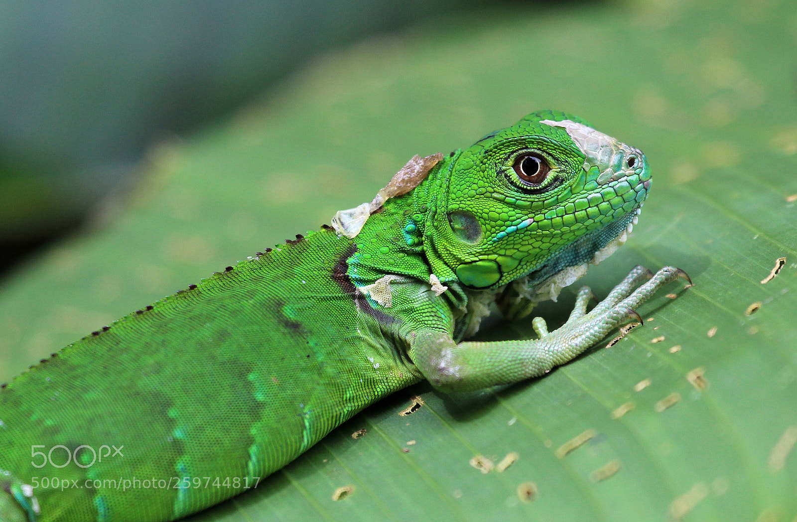 Canon EOS 600D (Rebel EOS T3i / EOS Kiss X5) sample photo. Juvenile iguana in tortuguero photography