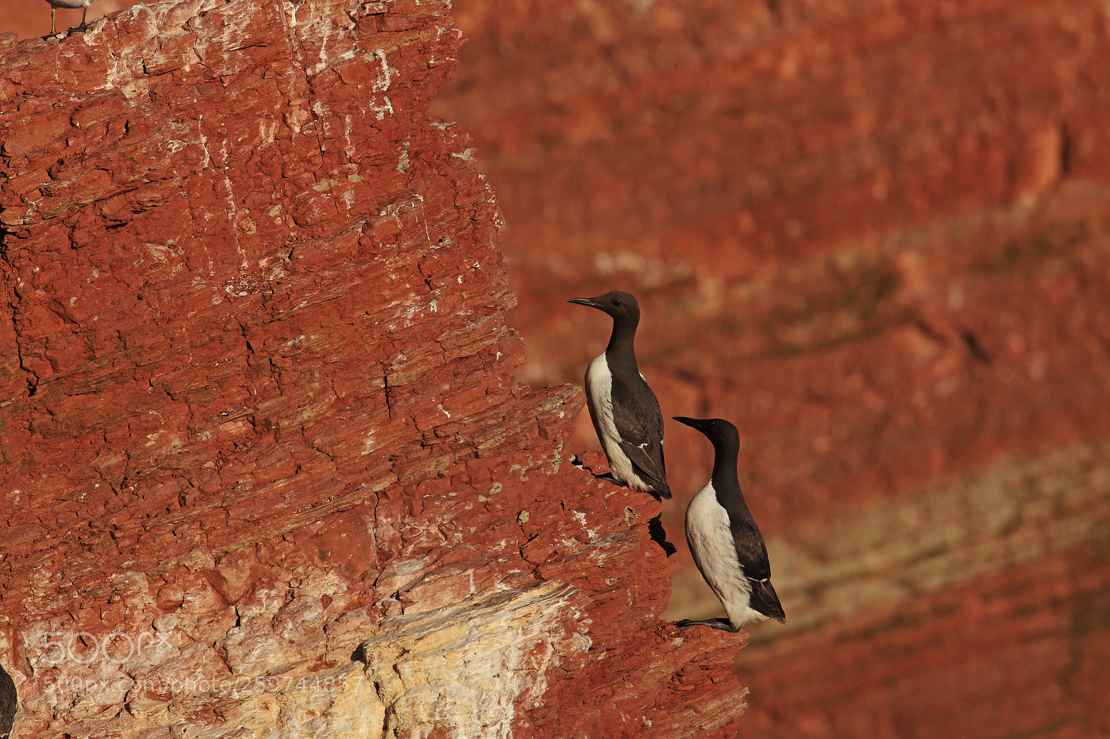 Canon EOS 5D Mark II sample photo. Pair of guillemots on photography