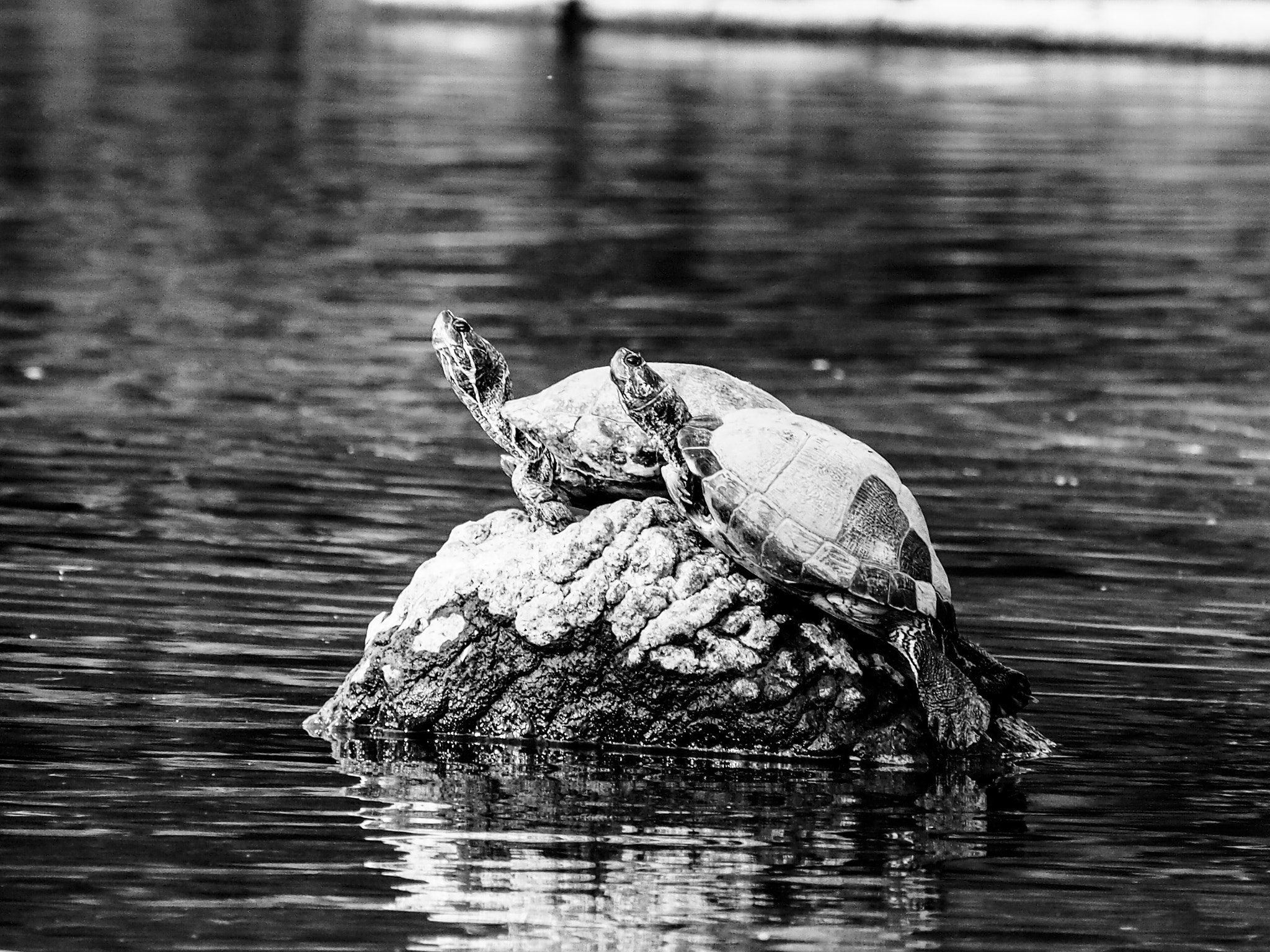 Olympus PEN E-PL5 sample photo. Raise your head,, and take a deep breath..could you feel it? photography