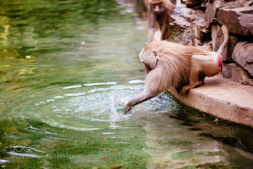 Canon EOS-1Ds Mark II sample photo. Papio hamadryas photography
