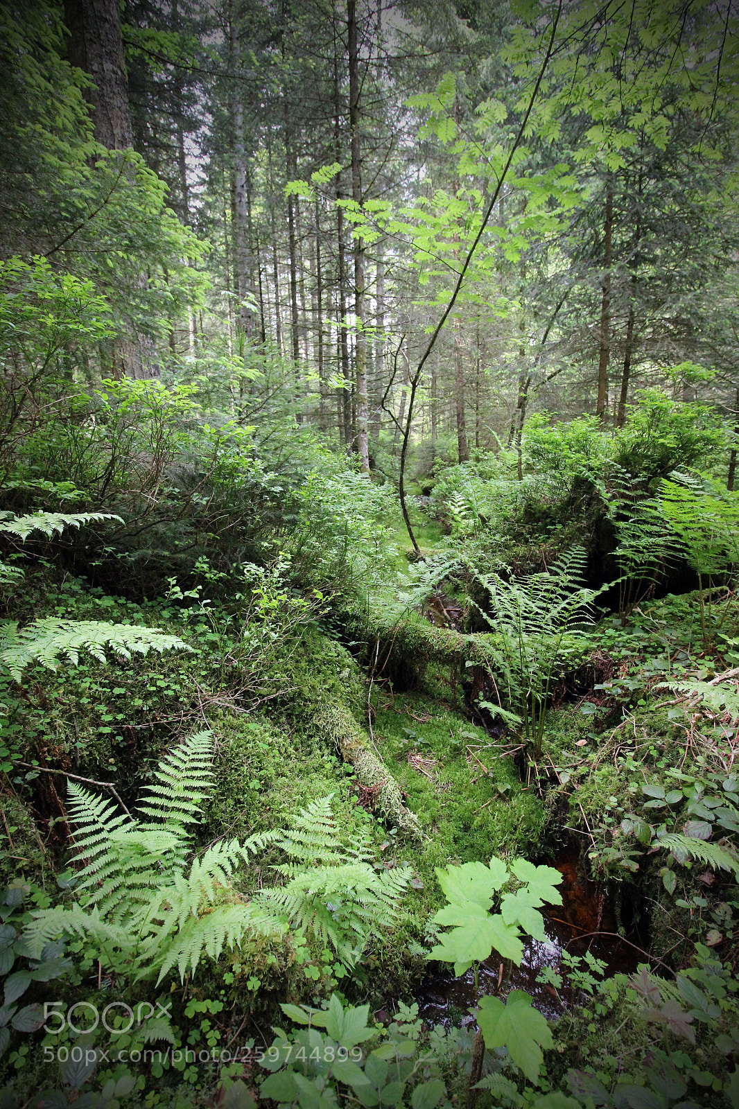 Canon EOS 600D (Rebel EOS T3i / EOS Kiss X5) sample photo. Forest photography