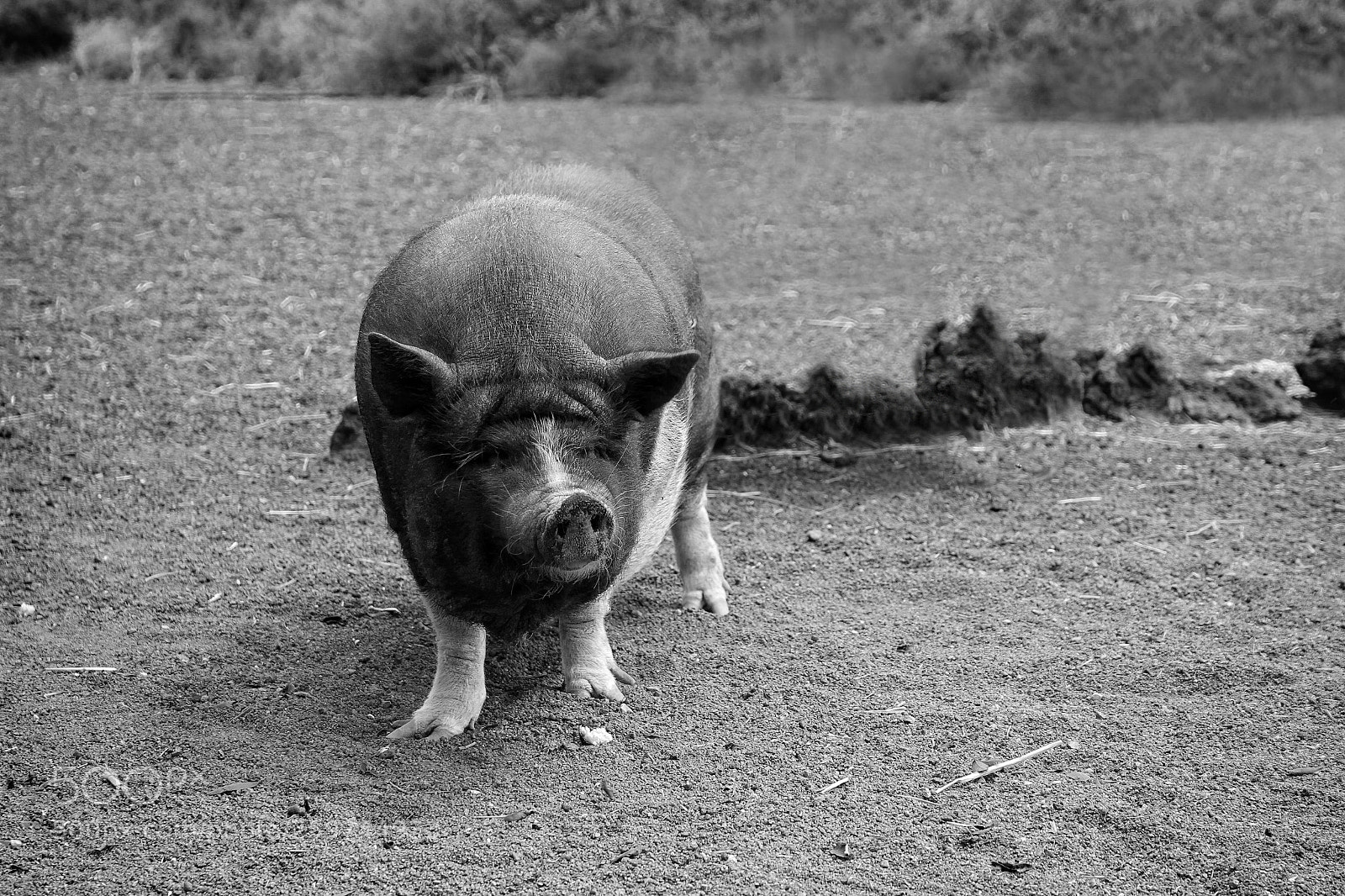 Canon EOS 600D (Rebel EOS T3i / EOS Kiss X5) sample photo. Oink oink photography
