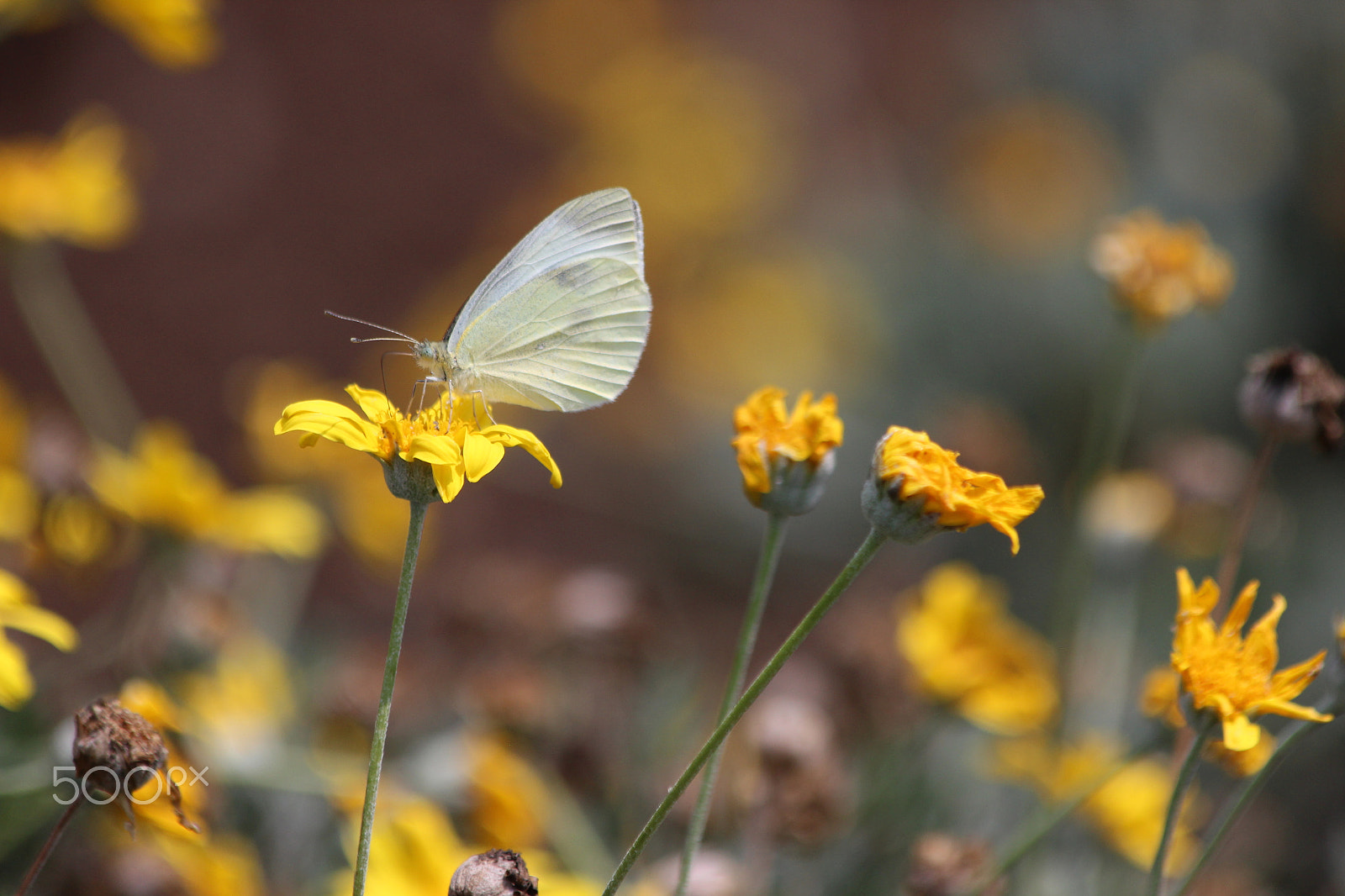 Canon EF 70-300mm F4-5.6 IS USM sample photo. White photography