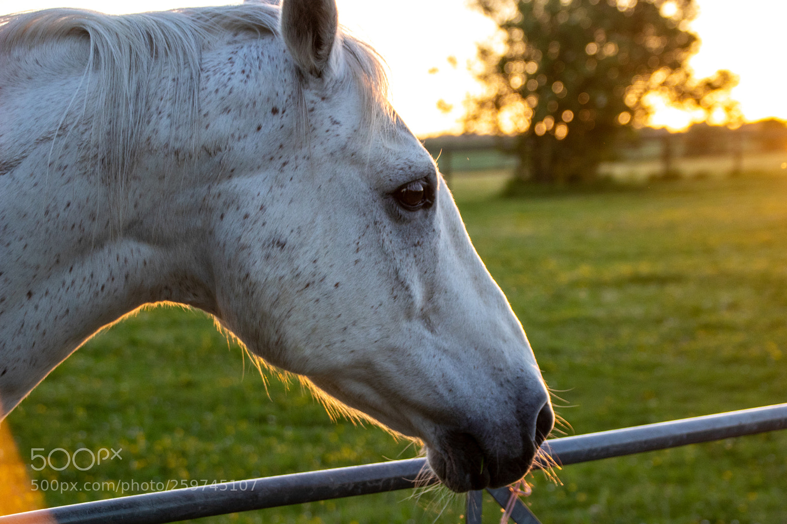 Canon EOS 77D (EOS 9000D / EOS 770D) sample photo. Horse at sunset photography