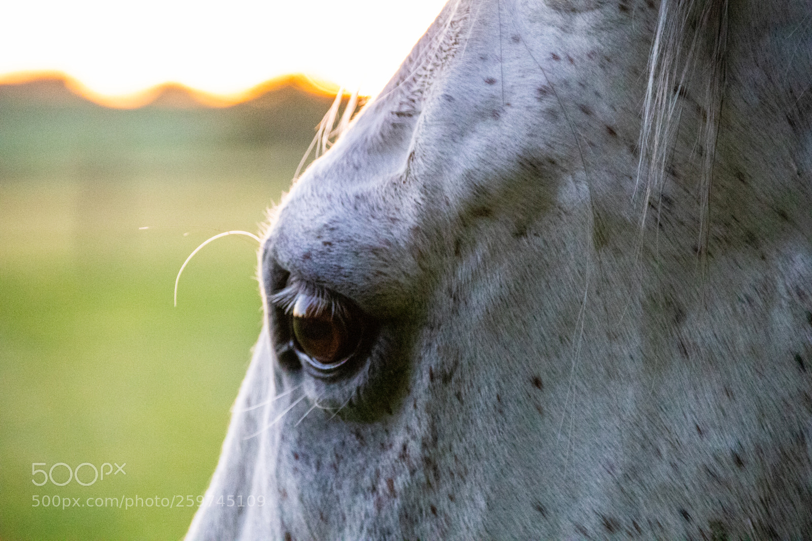 Canon EOS 77D (EOS 9000D / EOS 770D) sample photo. Horse eye photography