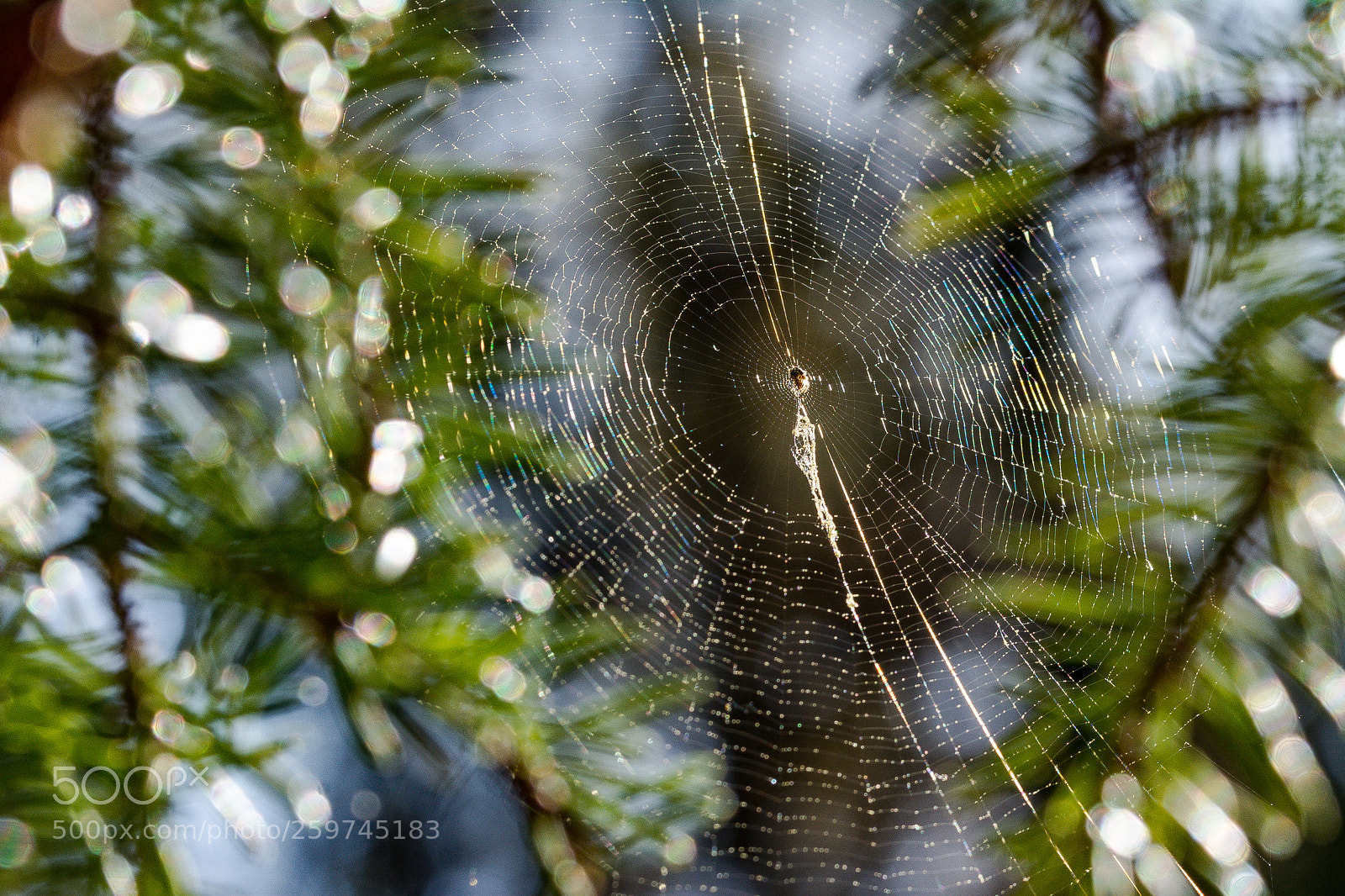 Nikon D7100 sample photo. Spider man! photography
