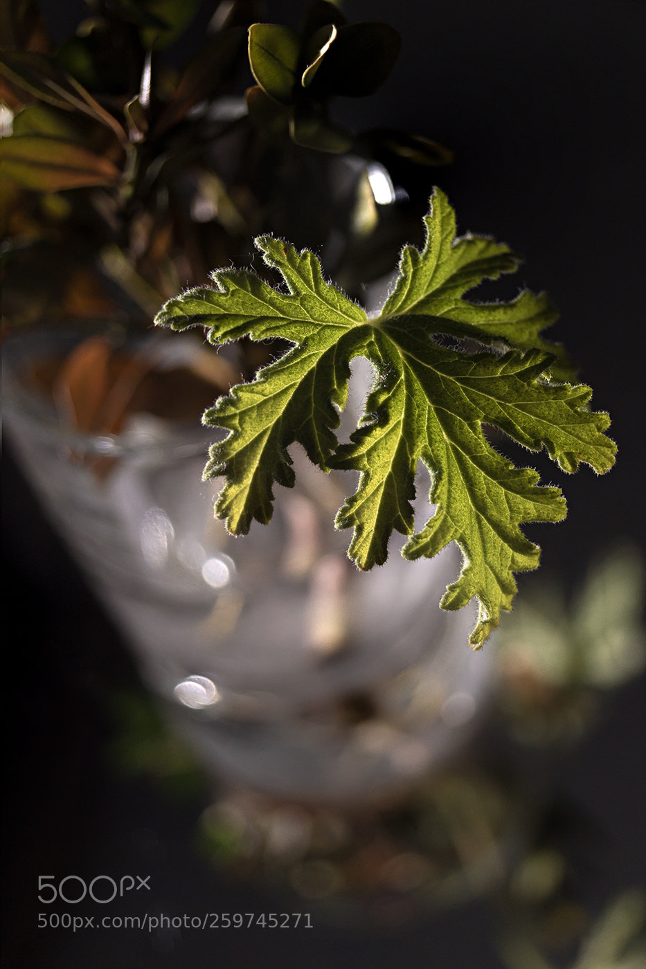 Sony SLT-A58 sample photo. Looking closely photography