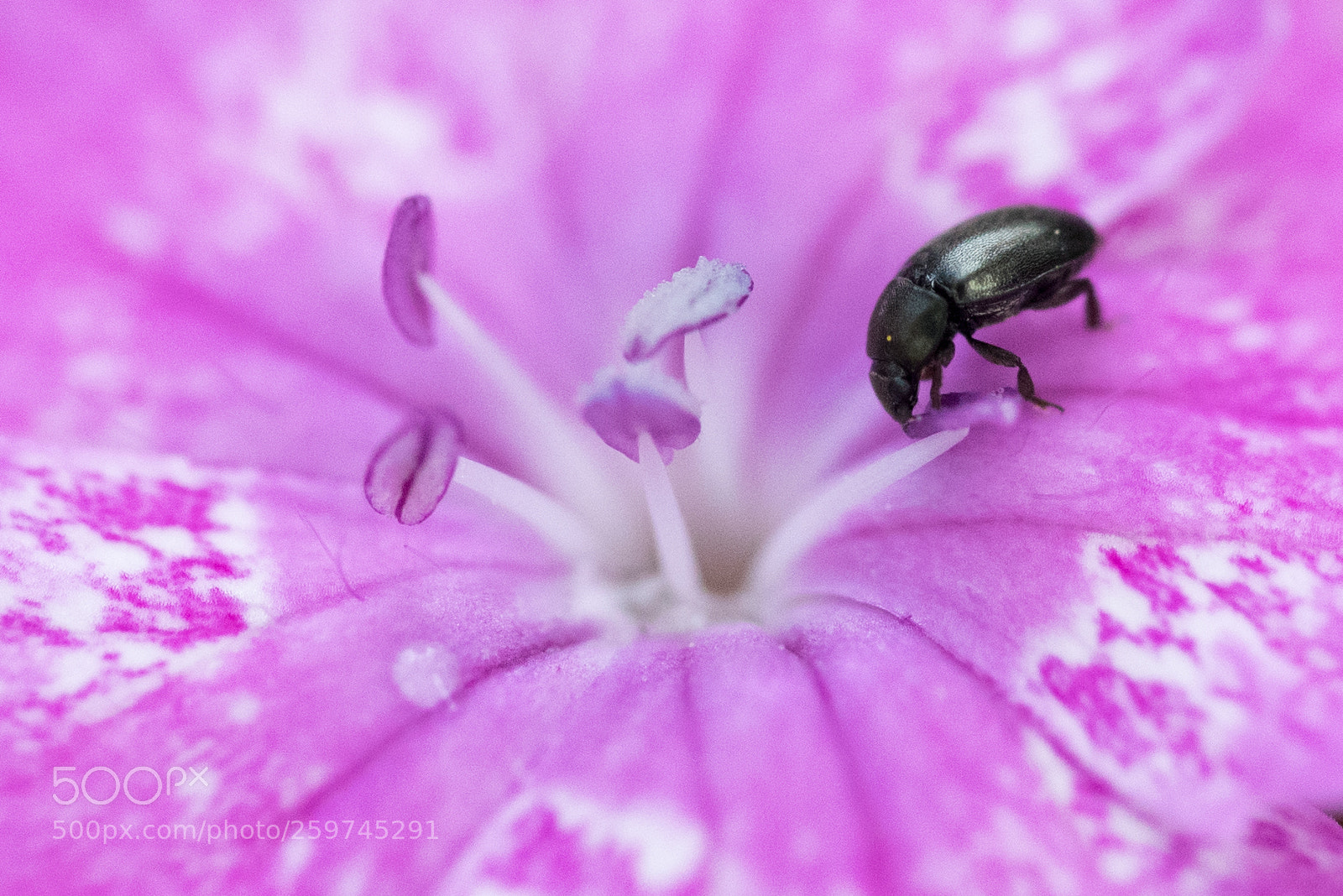 Nikon D750 sample photo. Green bug on purple photography