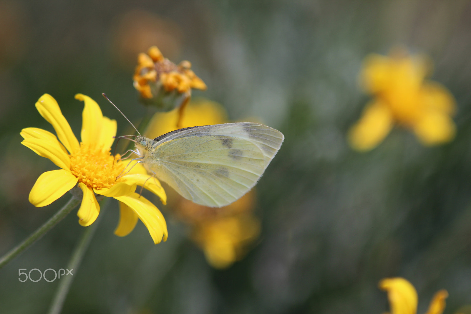 Canon EF 70-300mm F4-5.6 IS USM sample photo. B_fly photography