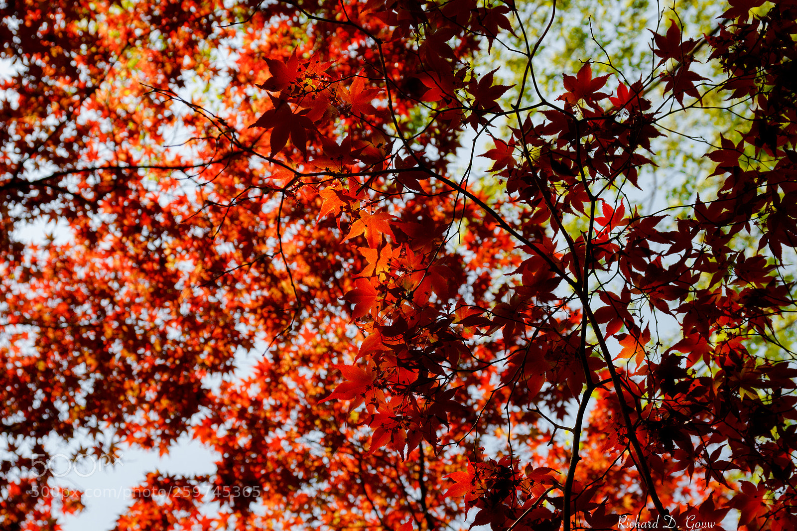 Canon EOS 700D (EOS Rebel T5i / EOS Kiss X7i) sample photo. Summer leave(s) photography