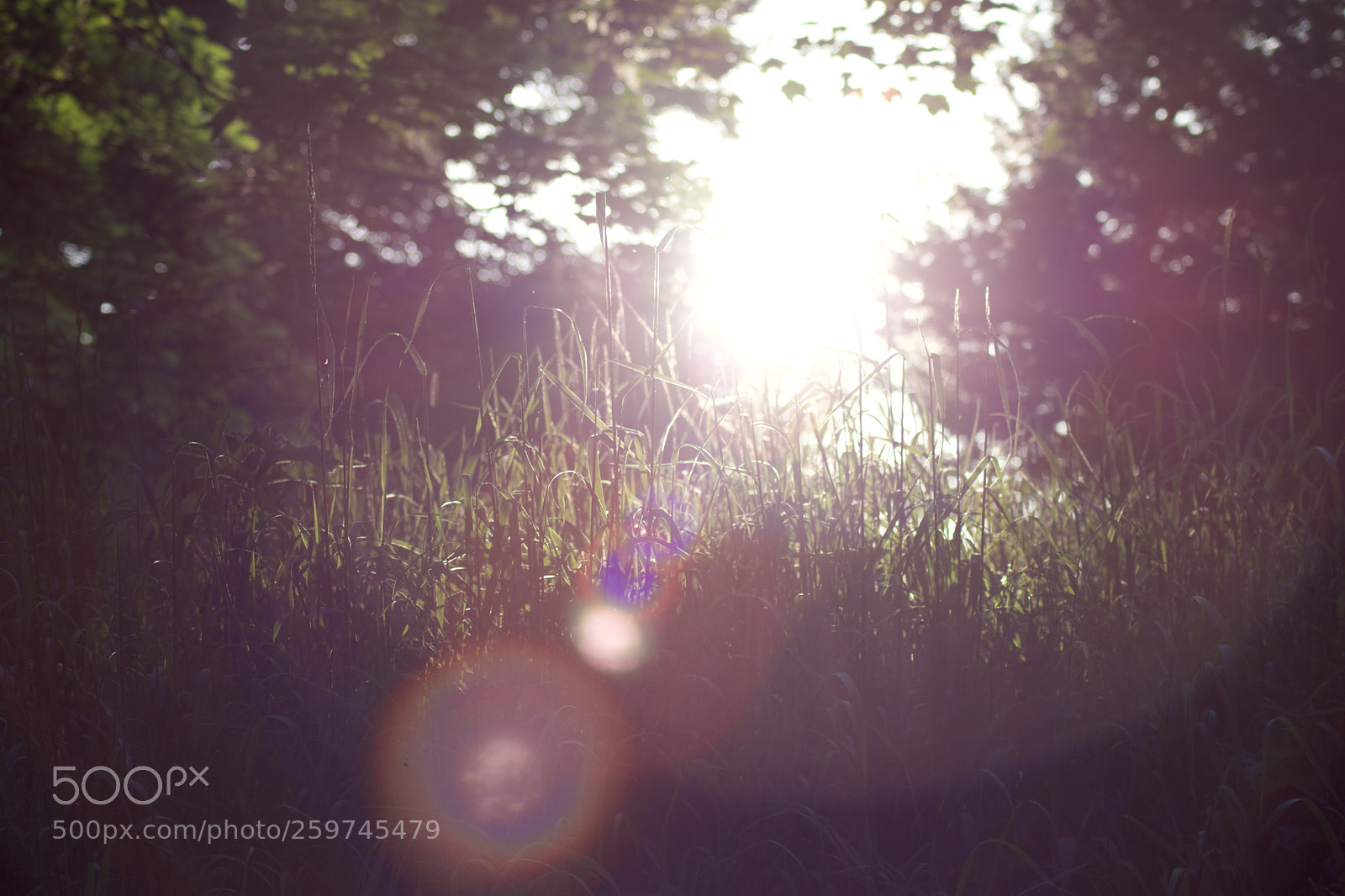 Nikon D3400 sample photo. Let the sunshine  photography