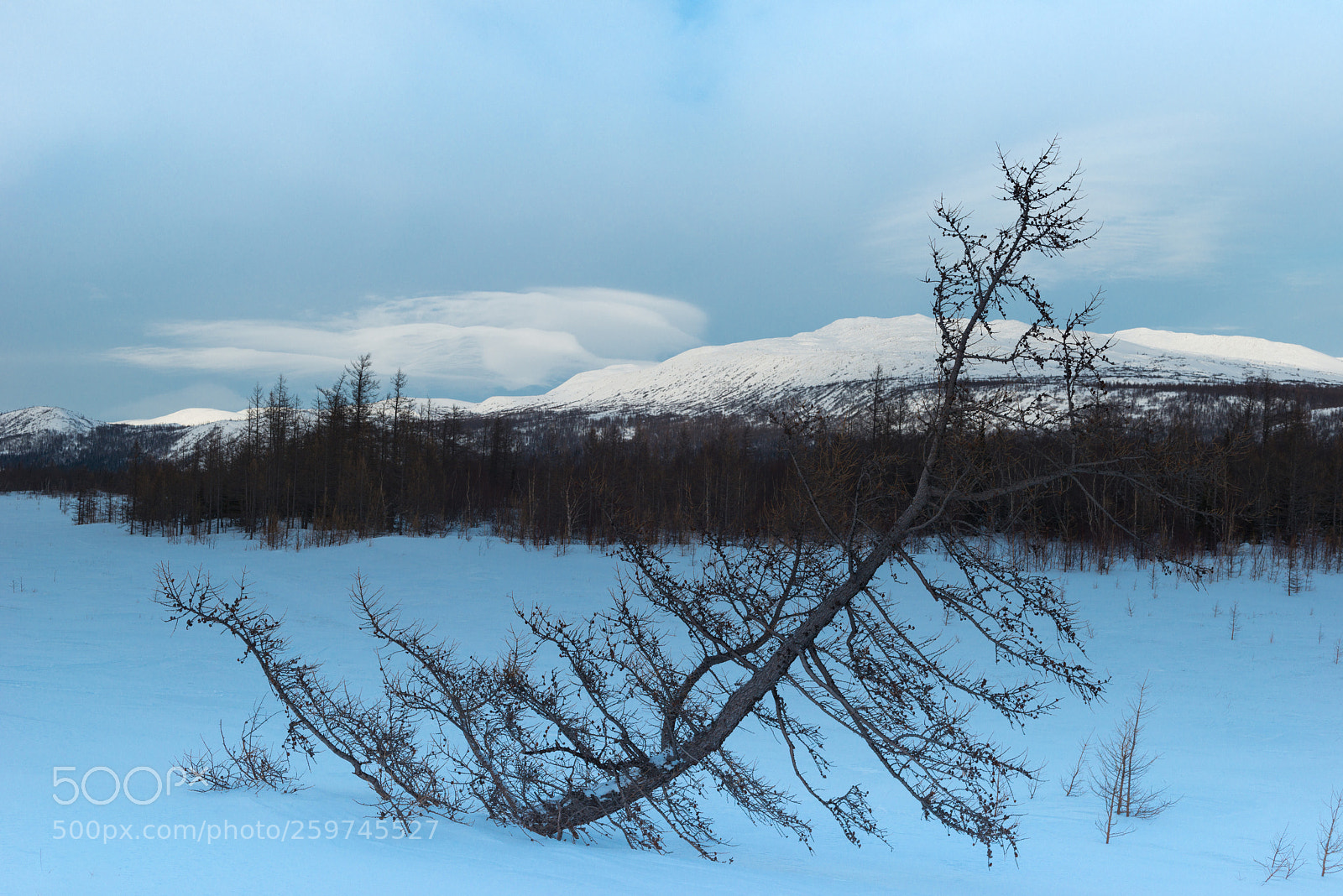 Nikon D800 sample photo. Winter. japanese prints photography