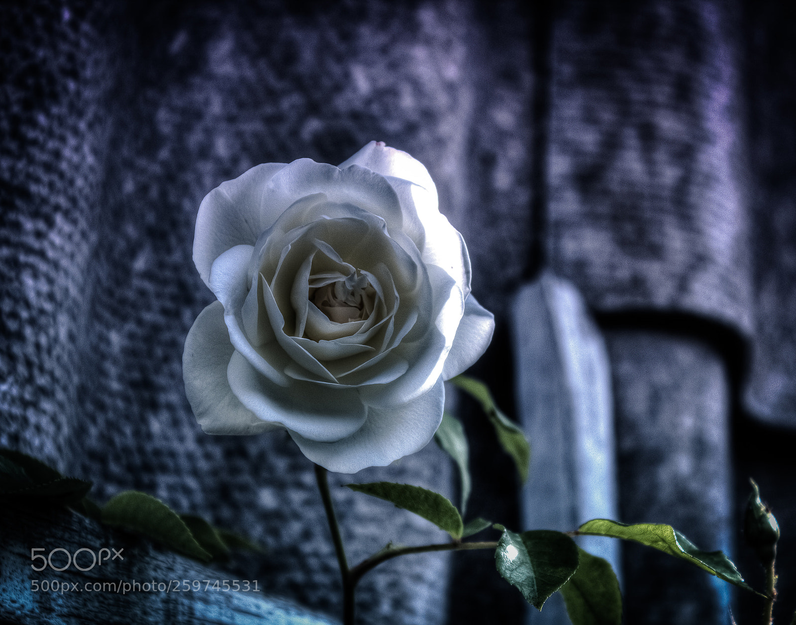 Canon EOS 600D (Rebel EOS T3i / EOS Kiss X5) sample photo. The sad rose photography