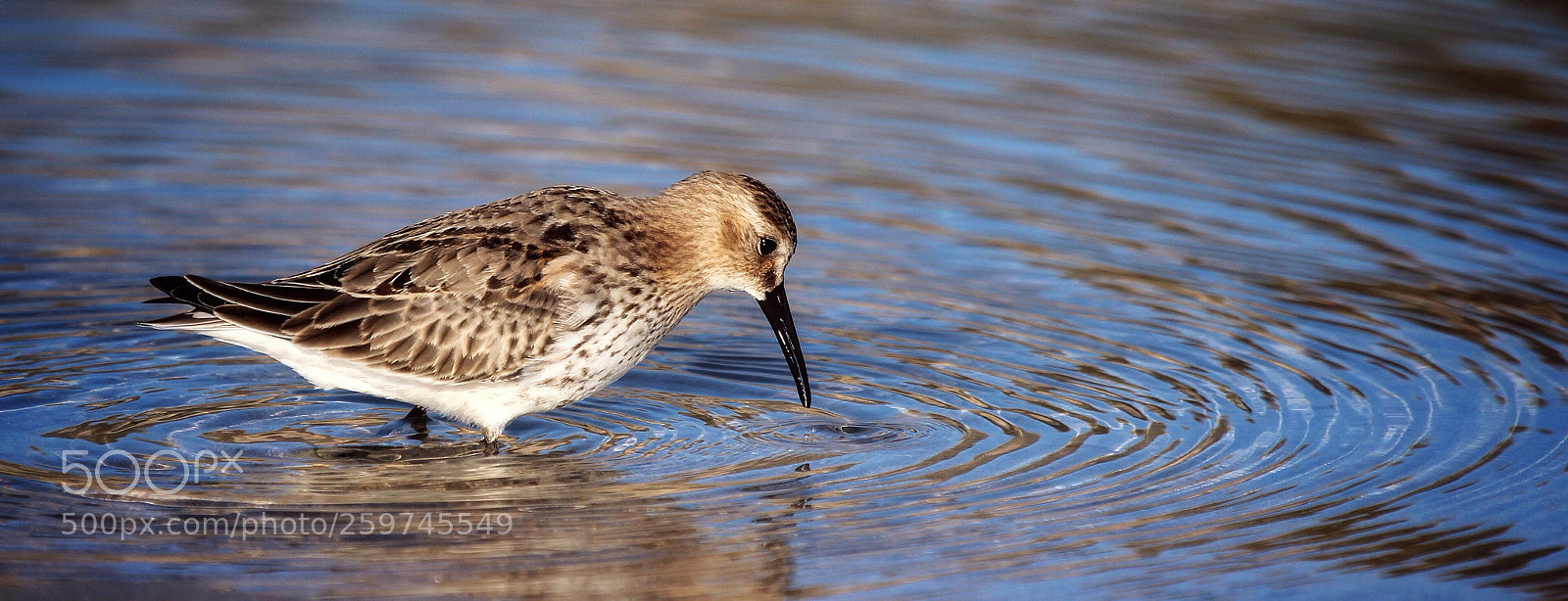 Canon EOS 600D (Rebel EOS T3i / EOS Kiss X5) sample photo. Common sandpiper (calidris alpina) photography