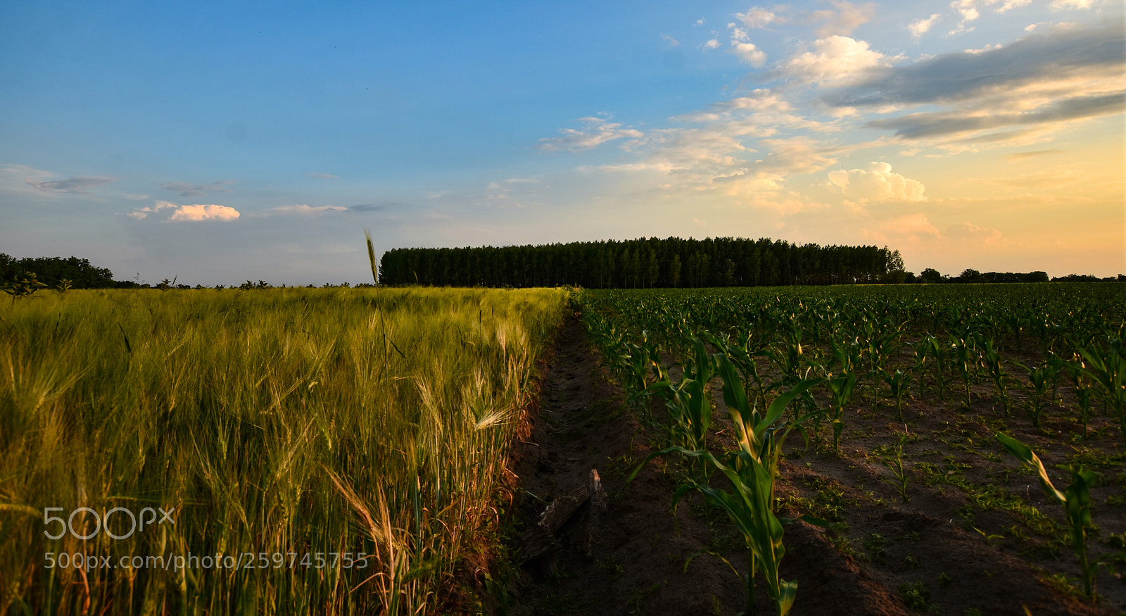 Nikon D7200 sample photo. Untitled photography