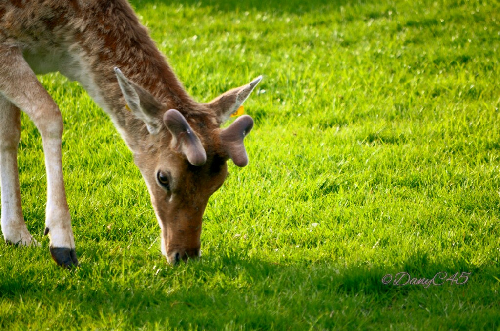Nikon D5100 sample photo. 15 dublin photography