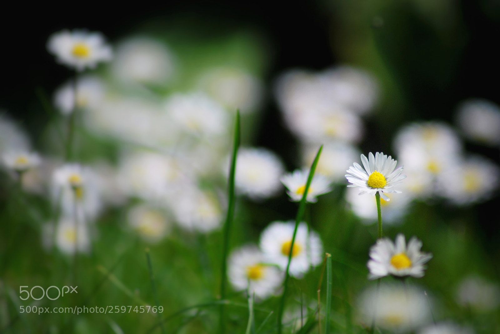 Nikon D60 sample photo. One in a million  photography