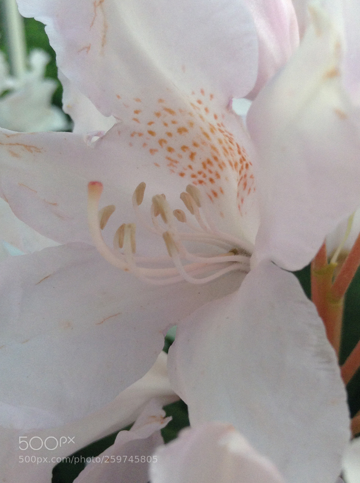 Apple iPod touch sample photo. Flower photography
