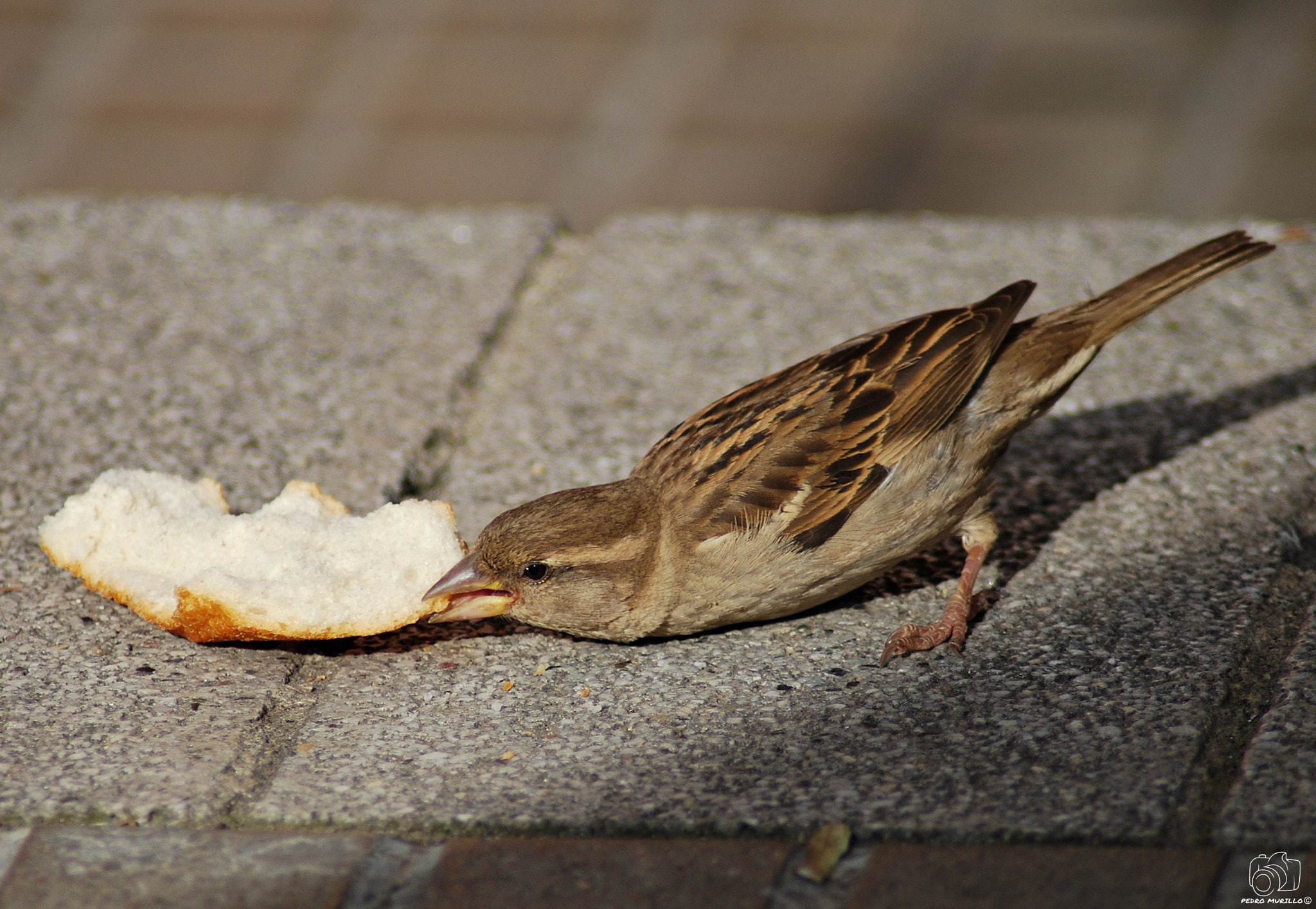 Nikon D60 sample photo