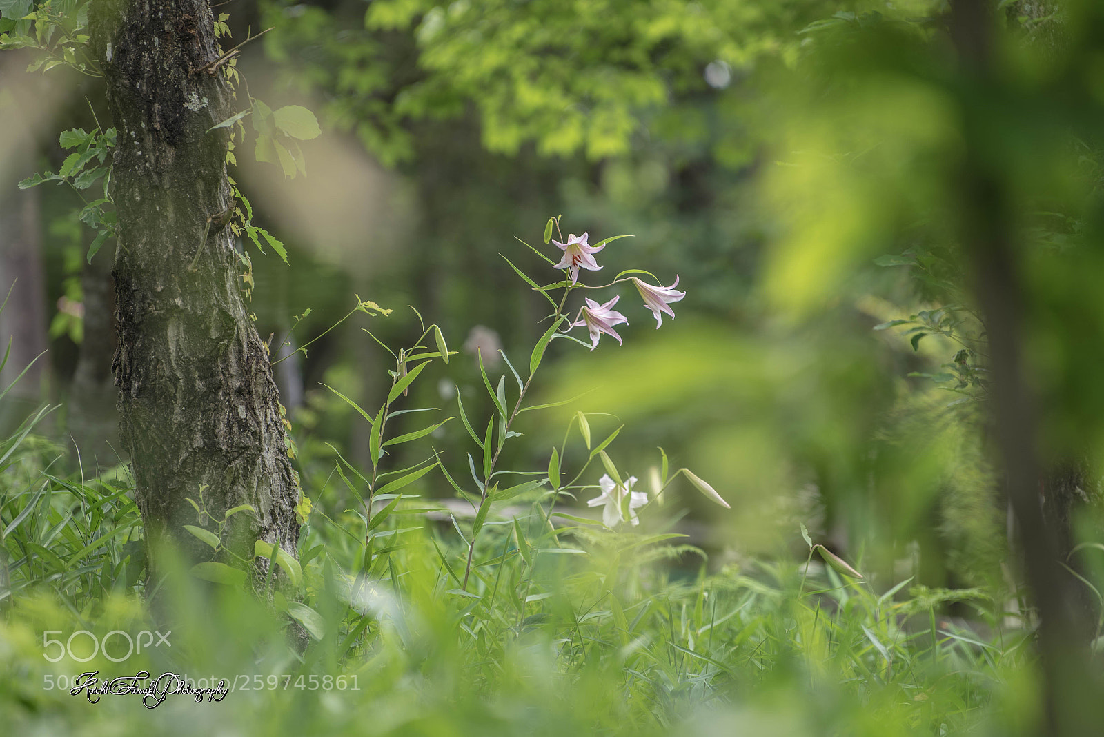 Nikon D810 sample photo. Lily is beautiful photography