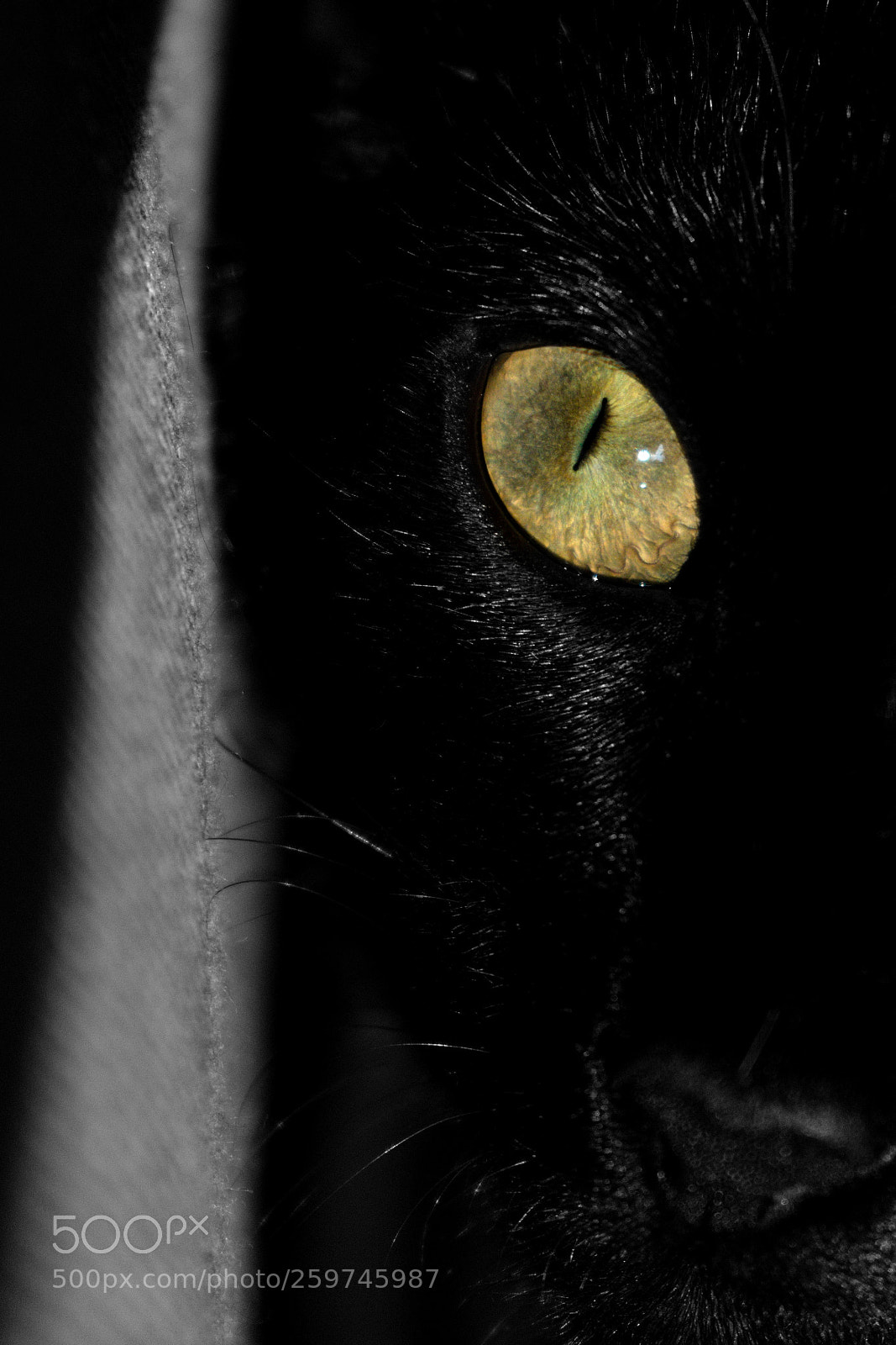 Nikon D3400 sample photo. Neko photography