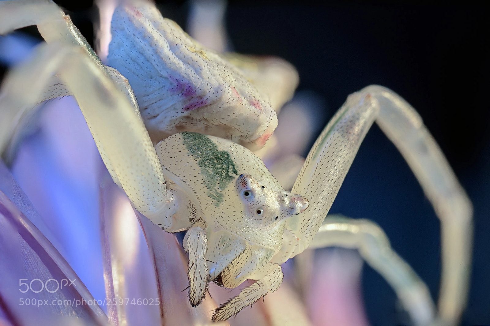 Nikon D750 sample photo. [ araignee crabe ] photography