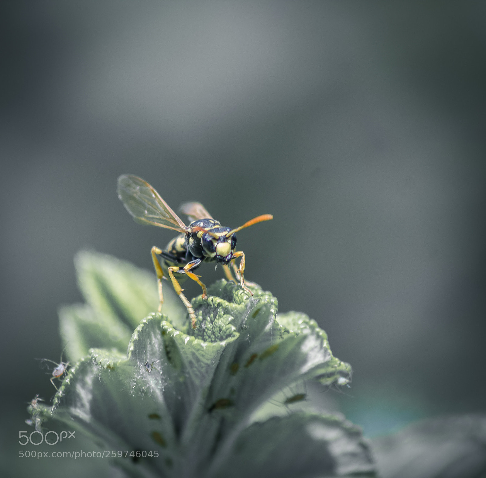 Canon EOS 600D (Rebel EOS T3i / EOS Kiss X5) sample photo. Wasp instinct photography