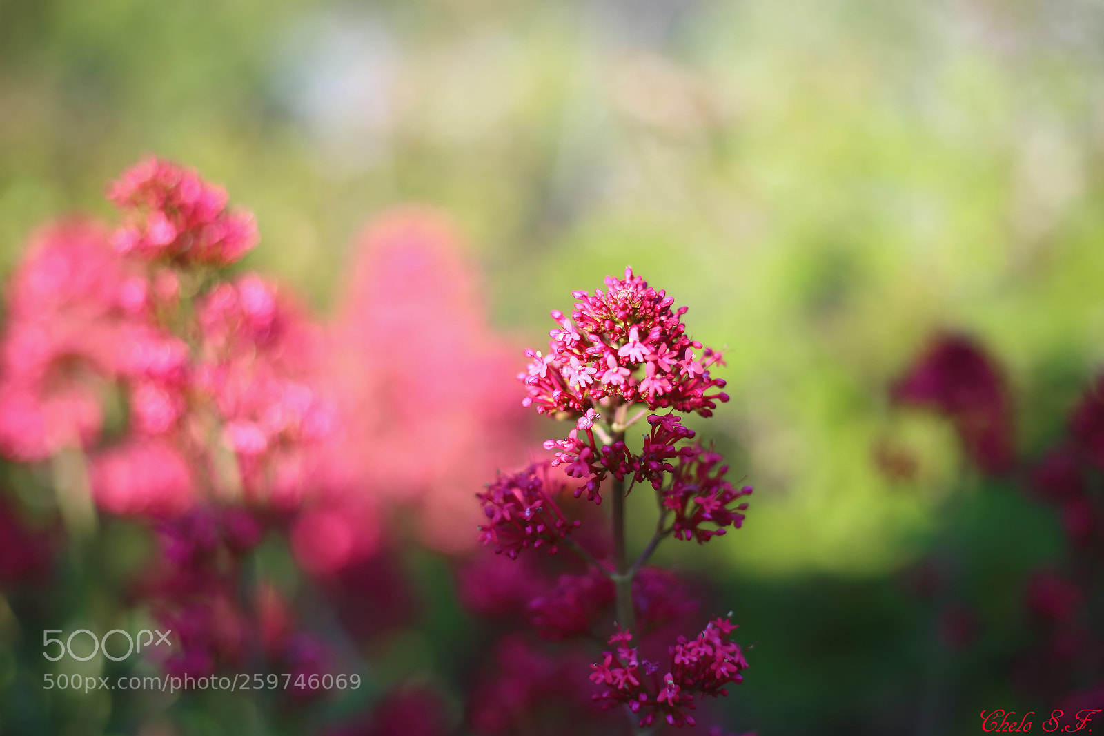 Canon EOS 6D sample photo. Untitled photography
