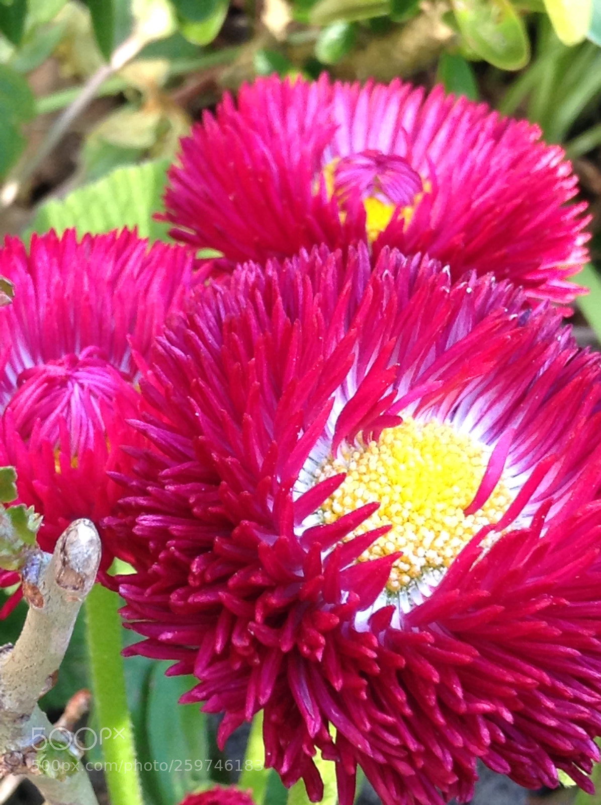 Apple iPod touch sample photo. Flower
 photography