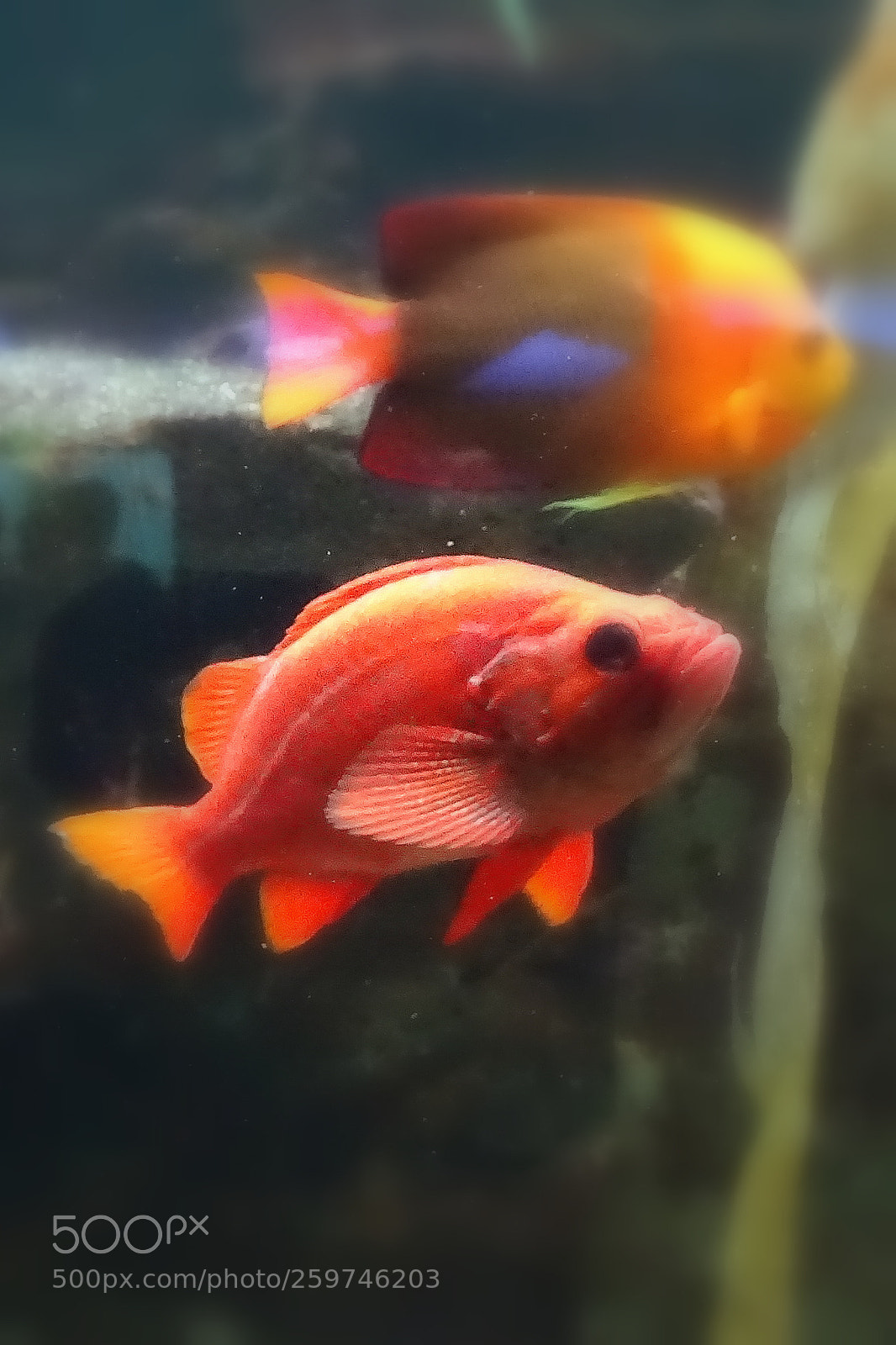 Sony Cyber-shot DSC-HX400V sample photo. Fish shedd photography