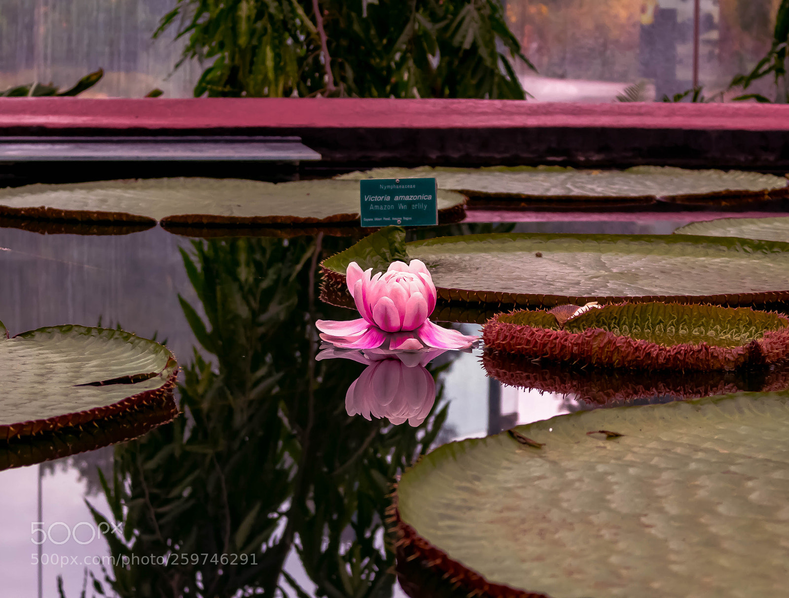 Canon EOS 700D (EOS Rebel T5i / EOS Kiss X7i) sample photo. Amazon water lily photography
