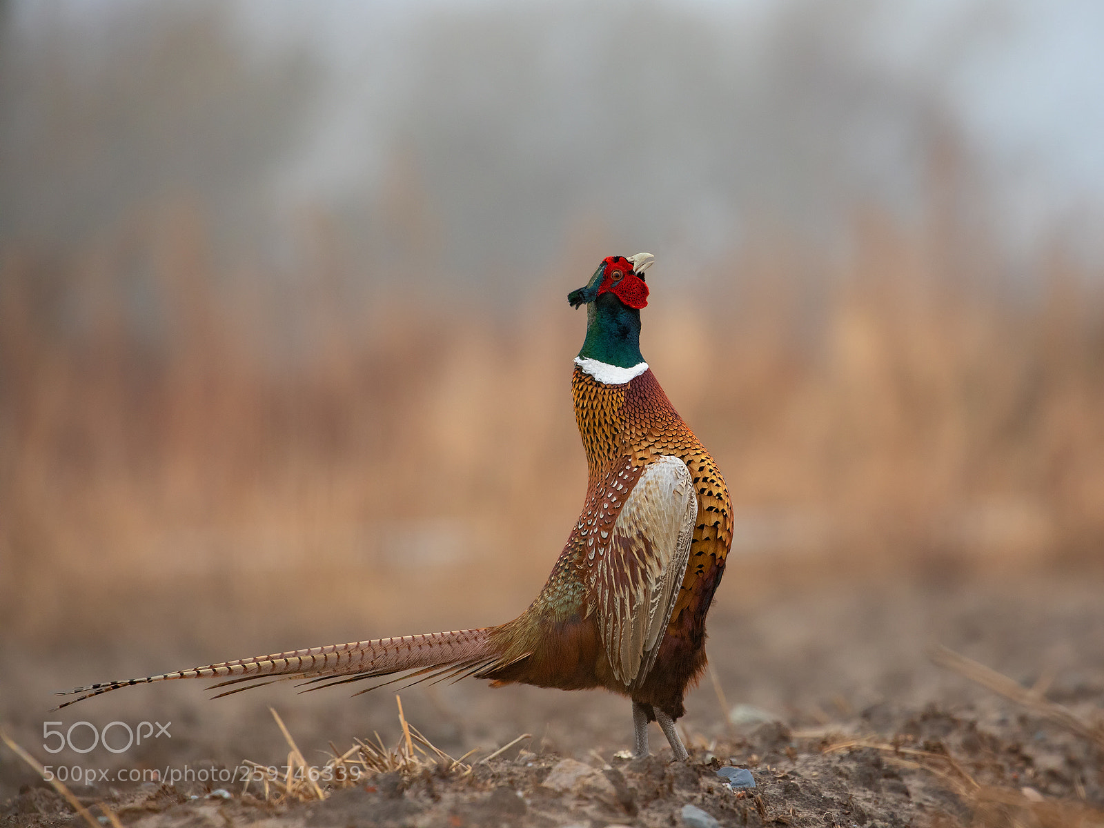 Canon EOS 5D Mark IV sample photo. Pheasant photography