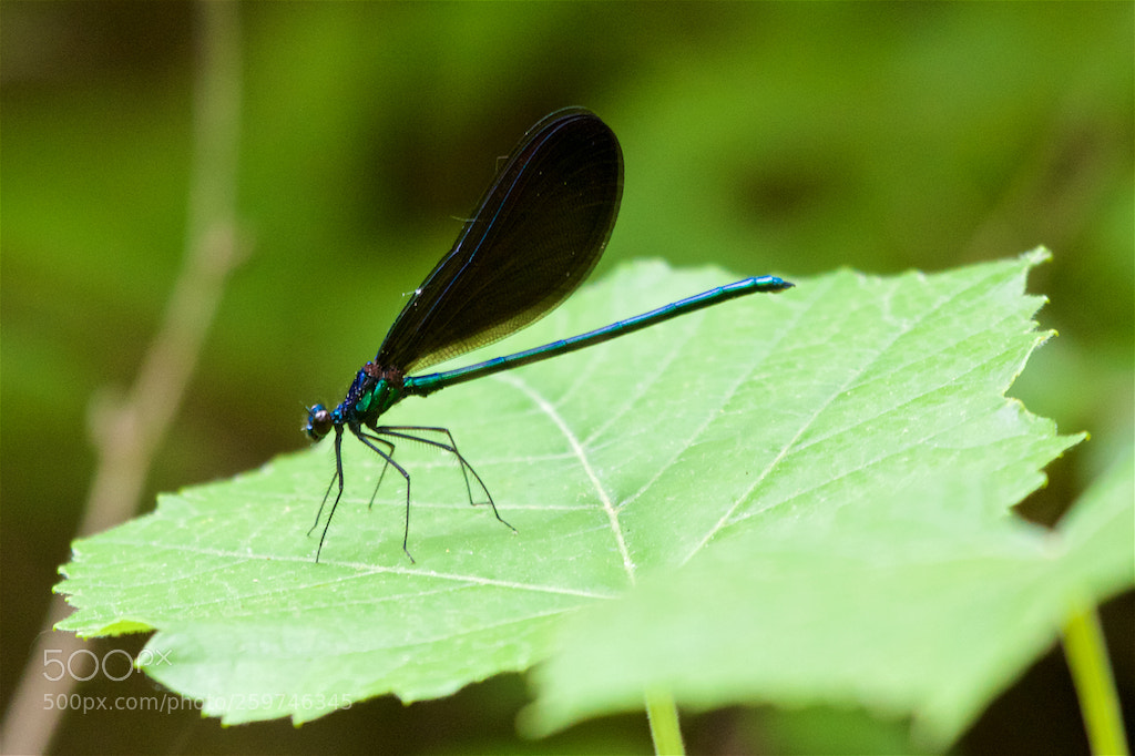 Canon EOS 550D (EOS Rebel T2i / EOS Kiss X4) sample photo. Ebony jewelwing photography