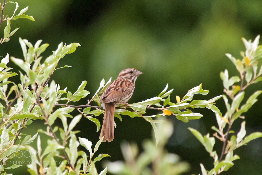 Canon EOS 550D (EOS Rebel T2i / EOS Kiss X4) sample photo. Song sparrow photography