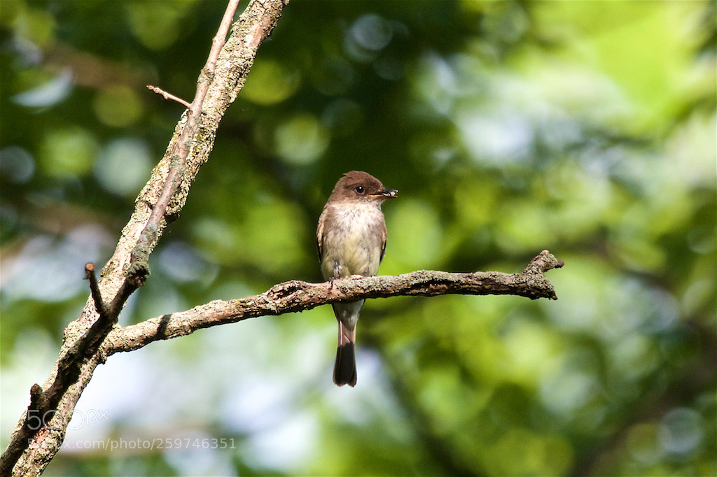 Canon EOS 550D (EOS Rebel T2i / EOS Kiss X4) sample photo. Willow flycatcher photography